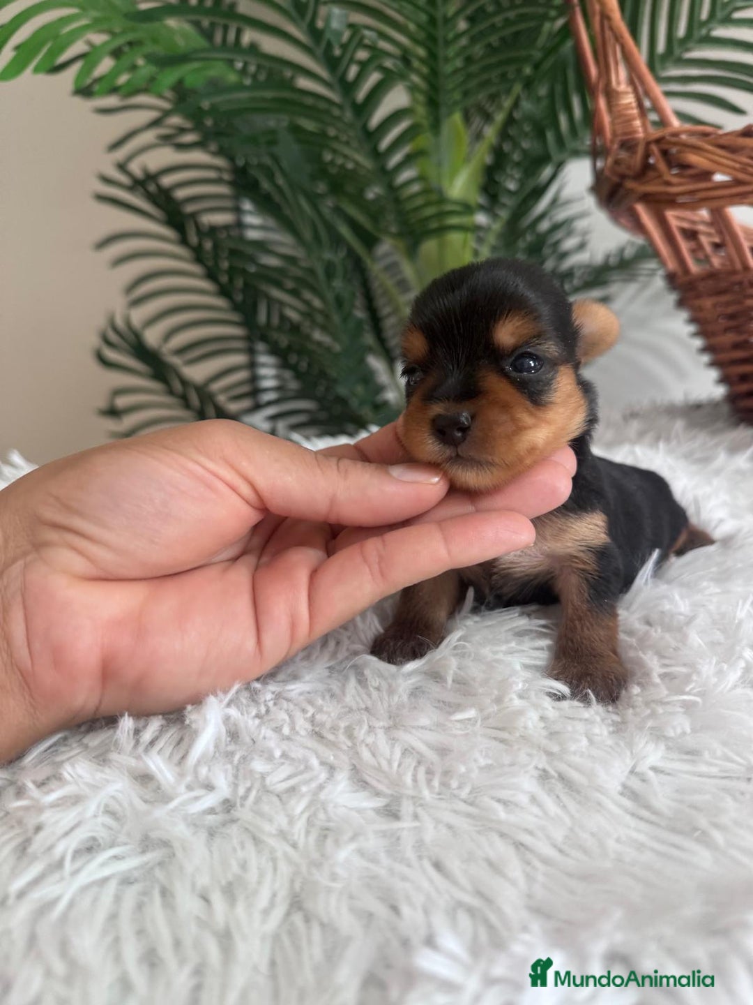 Yorkshire Terrier perros en venta: YORKSHIRE TERRIER - Imagen 7
