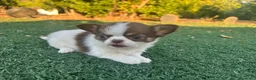 Chihuahua perros en venta: Chihuahua toy chocolate machos  - Anuncio 2