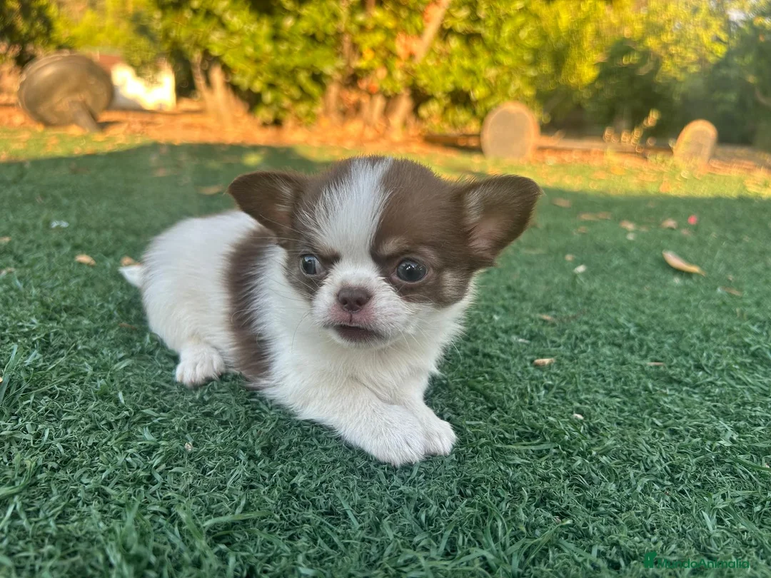 Chihuahua perros en venta: Chihuahua toy chocolate machos  - Anuncio 2