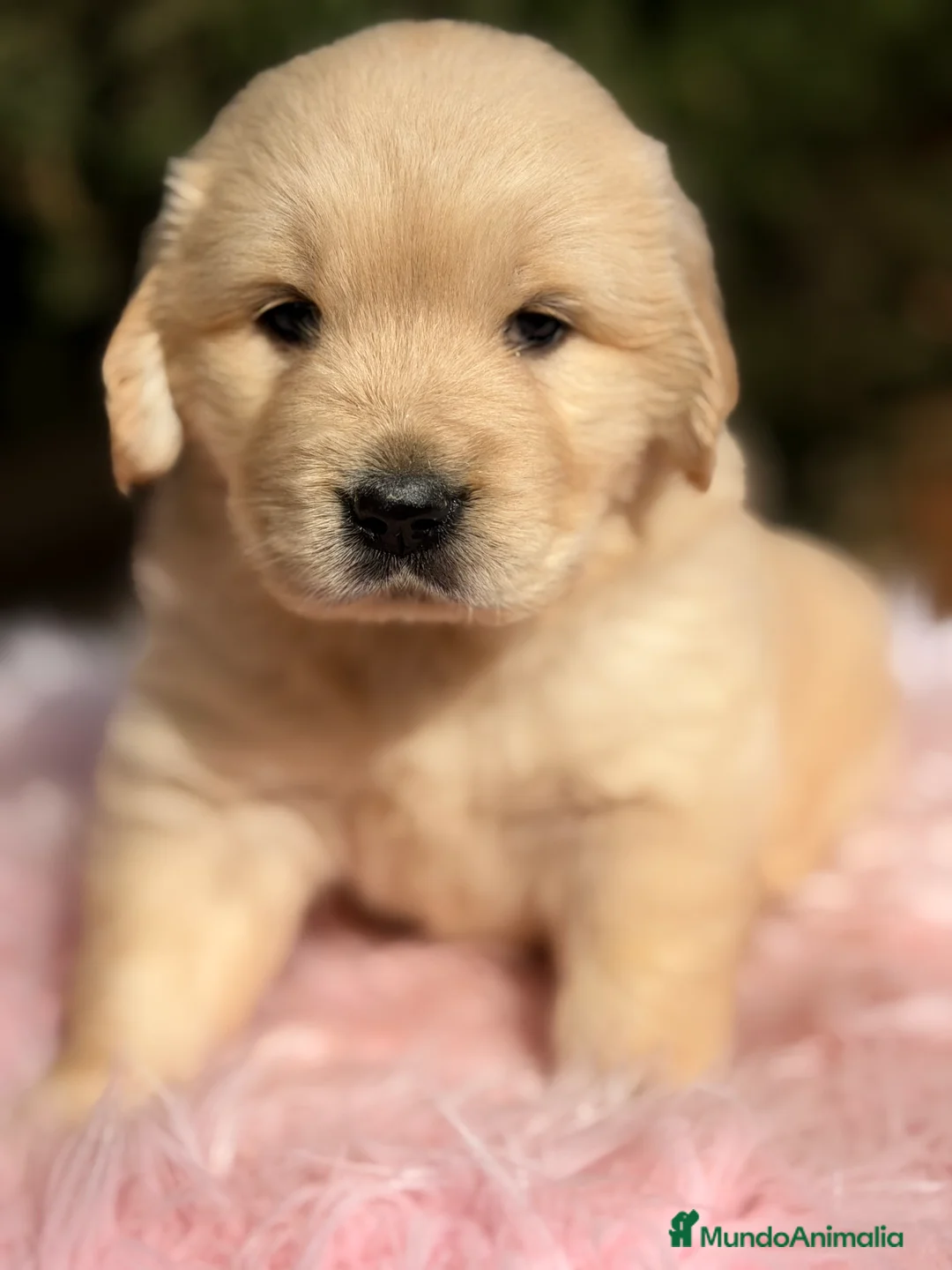 Golden Retriever perros en venta: Golden hembra  - Anuncio 6