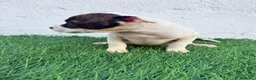 American Staffordshire-Terrier perros en venta: American Stanffordshire terrier - Anuncio 12