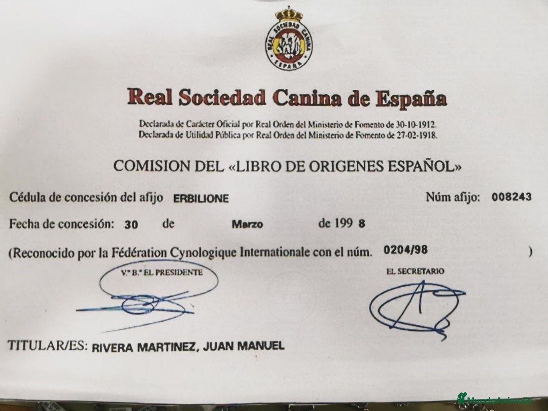 Pastor Alemán perros en venta: CACHORROS PASTOR ALEMÁN  - Anuncio 5