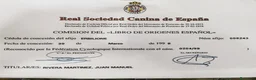 Pastor Alemán perros en venta: CACHORROS PASTOR ALEMÁN  - Anuncio 10