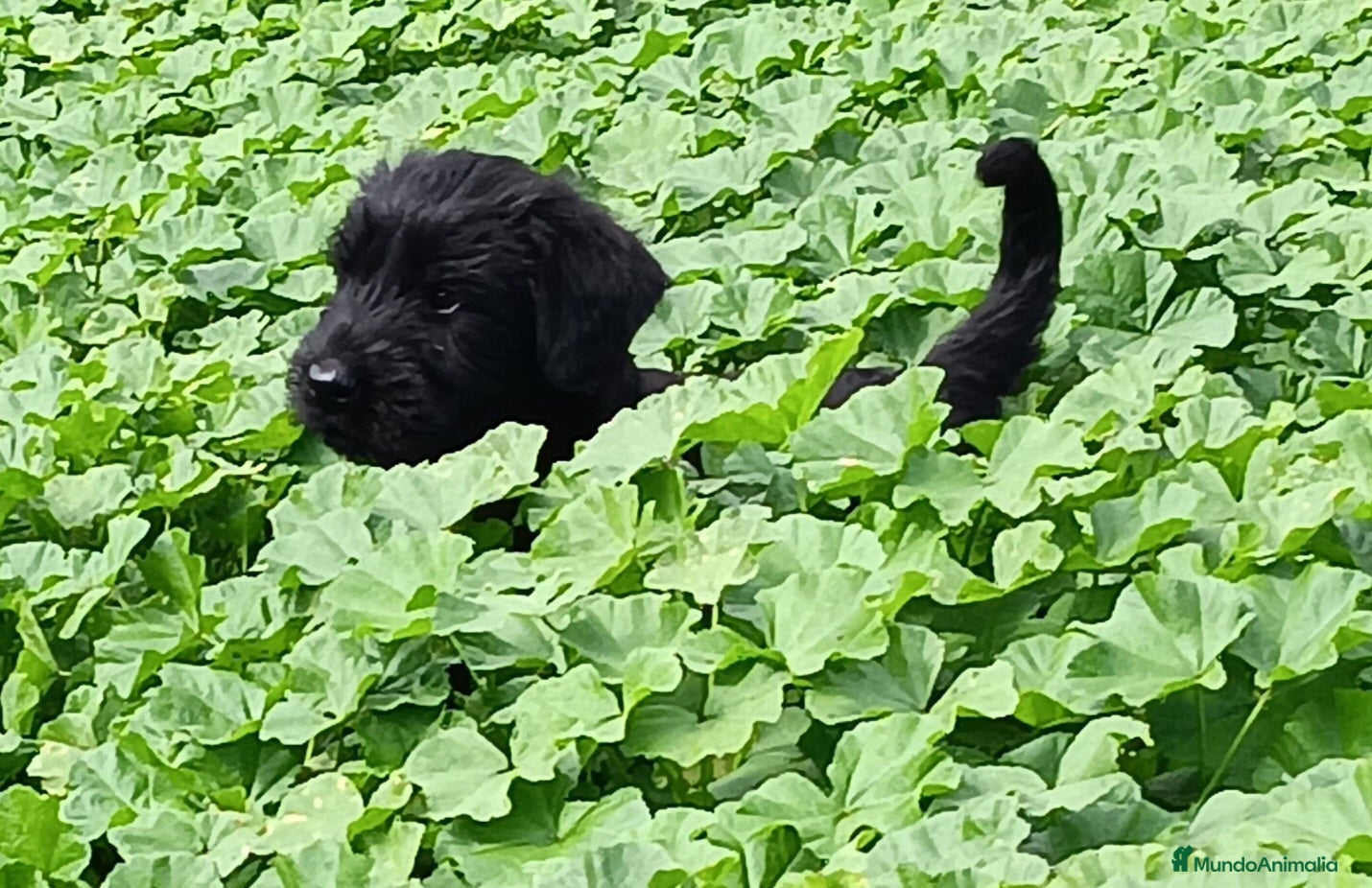Schnauzer Gigante perros Schnauzer gigante  - Anuncio 2
