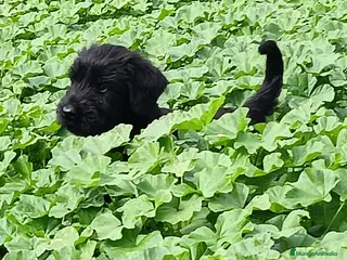 Schnauzer Gigante perros Schnauzer gigante - Anuncio 1