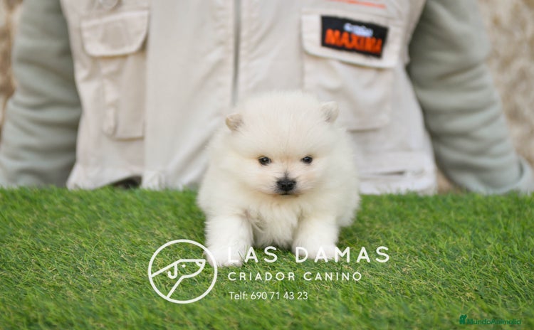 Pomerania perros - Anuncio 3