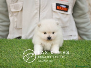 Pomerania perros - Anuncio 8