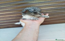 Maltipoo perros en venta: Maltipoo azul y blanco  - Imagen 3