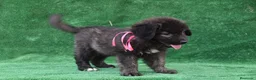 Pastor del Cáucaso perros en venta: Disponible Pastor del Cáucaso - Anuncio 3