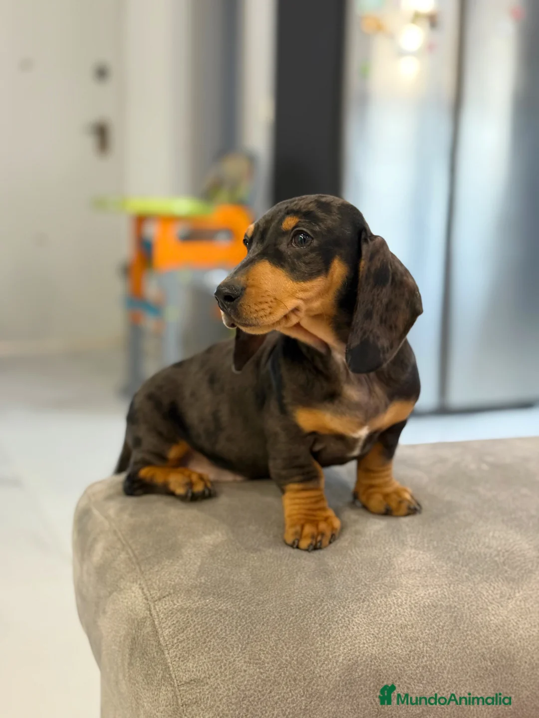 Teckel Miniatura perros en venta: Teckel kanichen macho arlequín plata - Anuncio 3