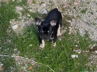 Bulldog Francés perros Hembra black an tan - Anuncio 1