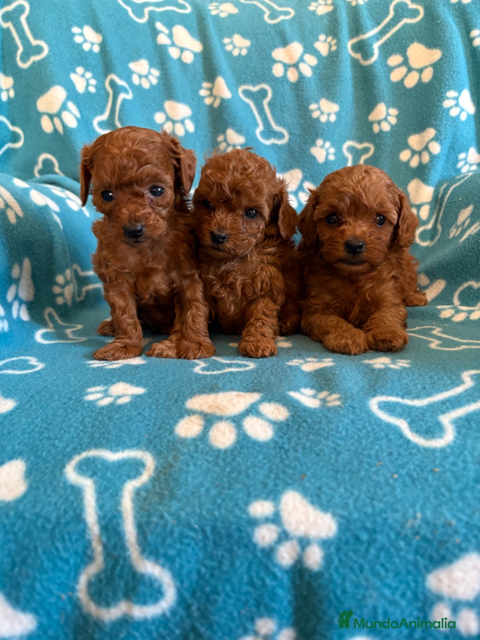 Caniche Toy perros Caniche toy - Anuncio 2
