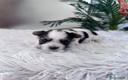 Yorkshire Terrier perros en venta: YORKSHIRE BIEWER HEMBRA - Anuncio 12