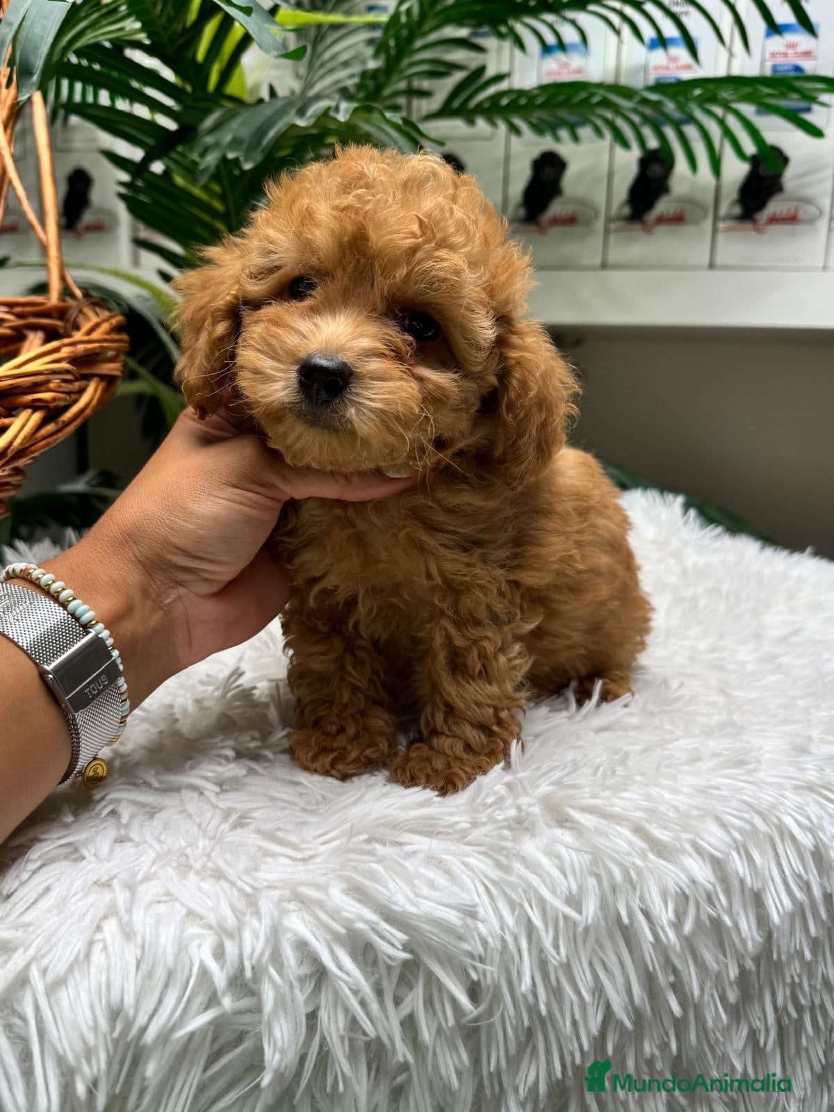 Caniche Toy perros CANICHE TOY - Anuncio 6