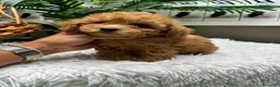 Caniche Toy perros en venta: CANICHE TOY - Anuncio 1