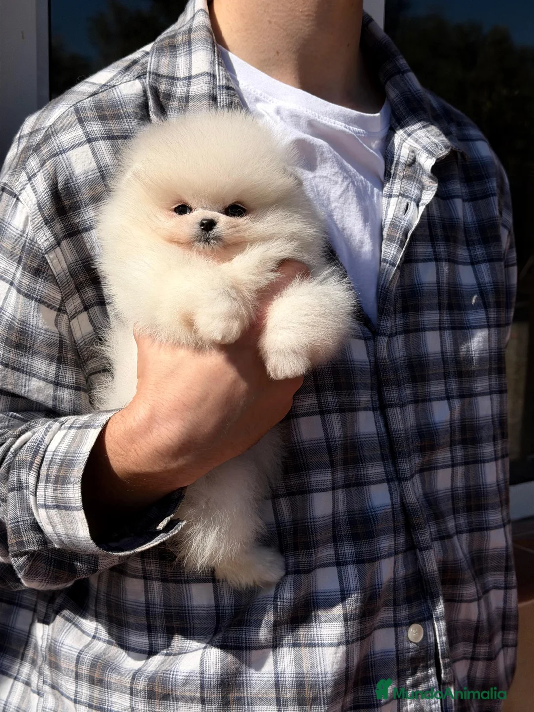 Pomerania perros en venta: Pomeranias super chatos - Anuncio 2
