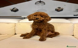 Caniche Enano perros para monta: Caniche enano para montas - Imagen 1