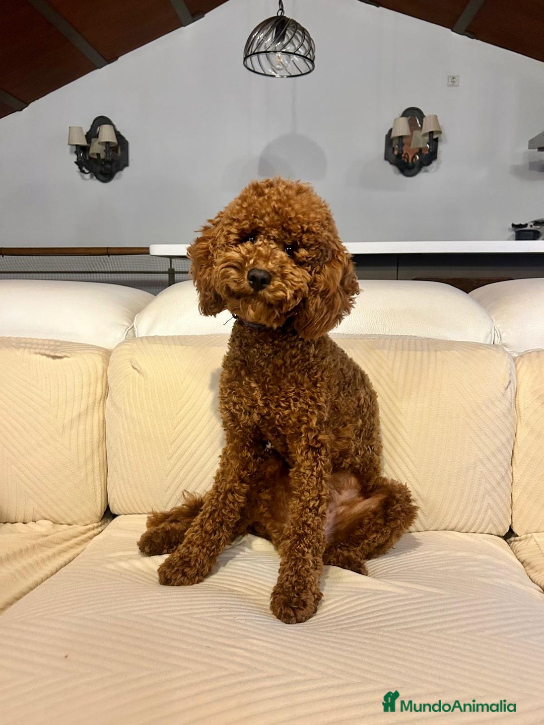 Caniche Enano perros para monta: Caniche enano para montas - Imagen 1