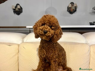 Caniche Enano perros - Anuncio 5