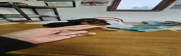 Pinscher Miniatura perros en venta: Espectaculares mini pincher - Anuncio 2