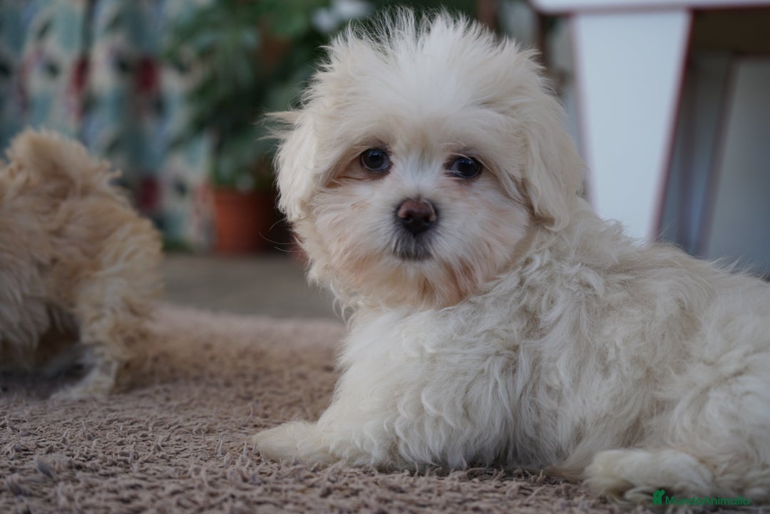 Maltipoo perros en venta: 🐾 Snow, Manolo, Jacinto y Paco Maltipoo 🐾 - Imagen 6