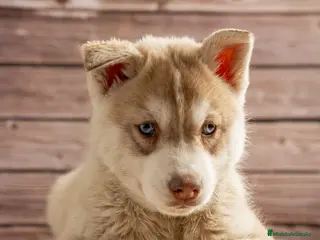 Husky Siberiano perros Husky Siberiano - cachorros - Anuncio 2