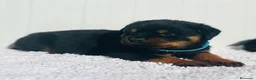 Rottweiler perros en venta:  Rottweiler  en Sevilla - Anuncio 13