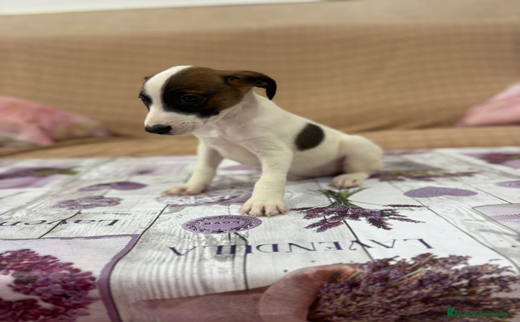 Jack Russell Terrier perros - Anuncio 2