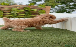 Raza Mixta perros en venta: CANICHE MACHO - Imagen 18