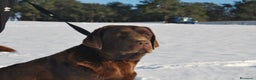 Labrador Retriever perros en venta: Cachorros de Labrador de criador profesional en Madrid - Anuncio 3