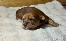 Bichón Habanero perros en venta: Cachorros Bichon habanero  - Anuncio 2