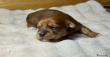 Bichón Habanero perros Cachorros Bichon habanero  - Anuncio 3