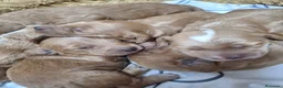 Cockapoo perros en venta: Cockapoo - Anuncio 4