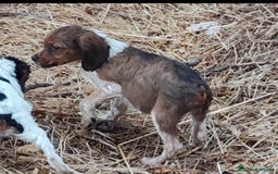 Épagneul Breton perros en venta: EPAGNEUL BRETON. CACHORROS  - Imagen 1