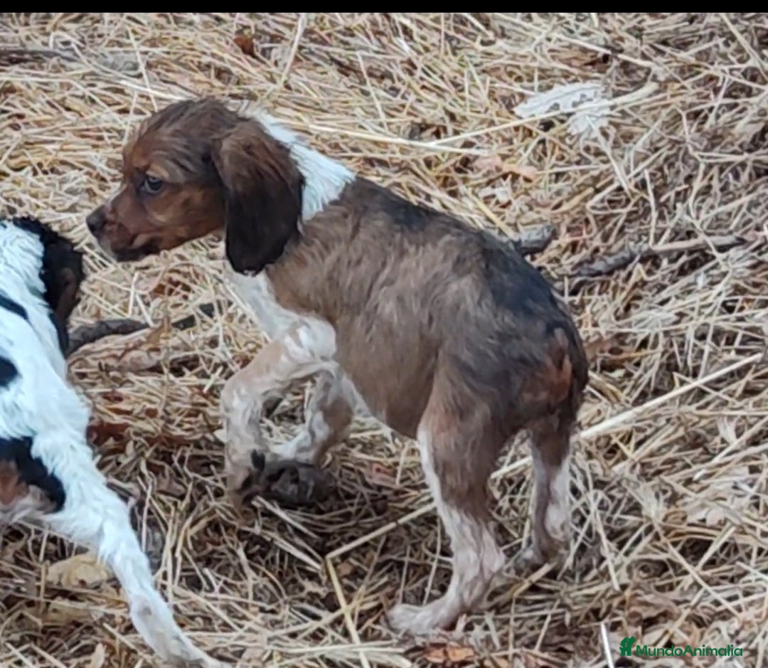 Épagneul Breton perros en venta: EPAGNEUL BRETON. CACHORROS  - Imagen 1