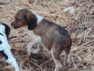 Épagneul Breton perros - Anuncio 1