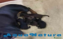 Teckel Miniatura perros en venta: Camada Teckel de Lena AQUANATURA - Imagen 2