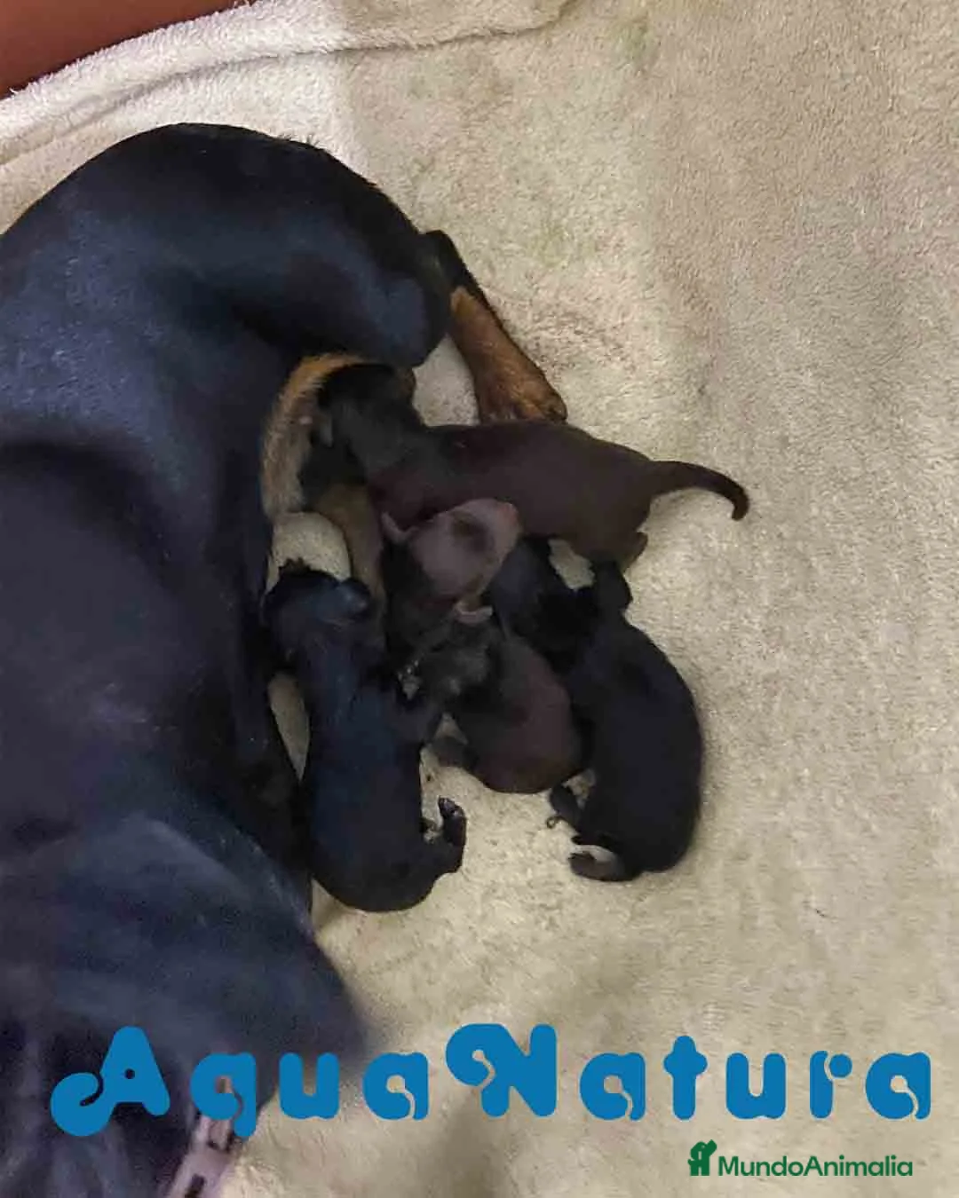 Teckel Miniatura perros en venta: Camada Teckel de Lena AQUANATURA - Anuncio 2