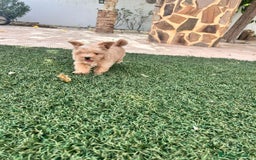 Maltipoo perros en venta: EJEMPLARES DE MALTIPOO  - Imagen 4