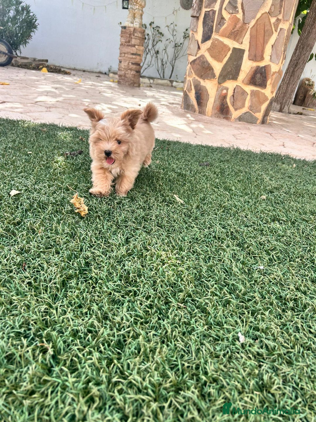 Maltipoo perros en venta: EJEMPLARES DE MALTIPOO  - Imagen 4