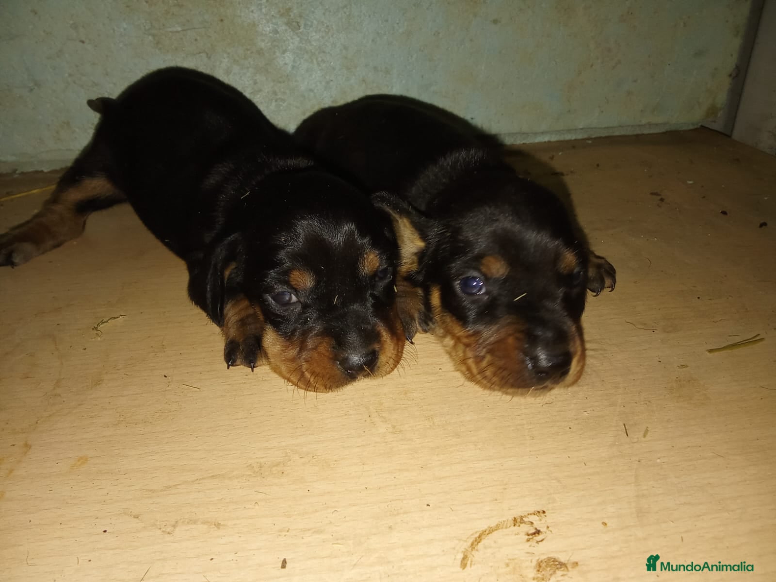 Teckel perros 🌟Tekel Arlequín y Negros fuego🌟 - Anuncio 31