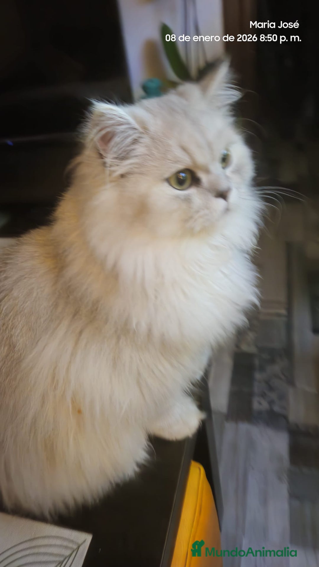 Persa gatos en venta: Persa chinchilla  - Anuncio 2