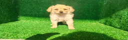 Maltipoo perros en venta: Maltipo  - Anuncio 16