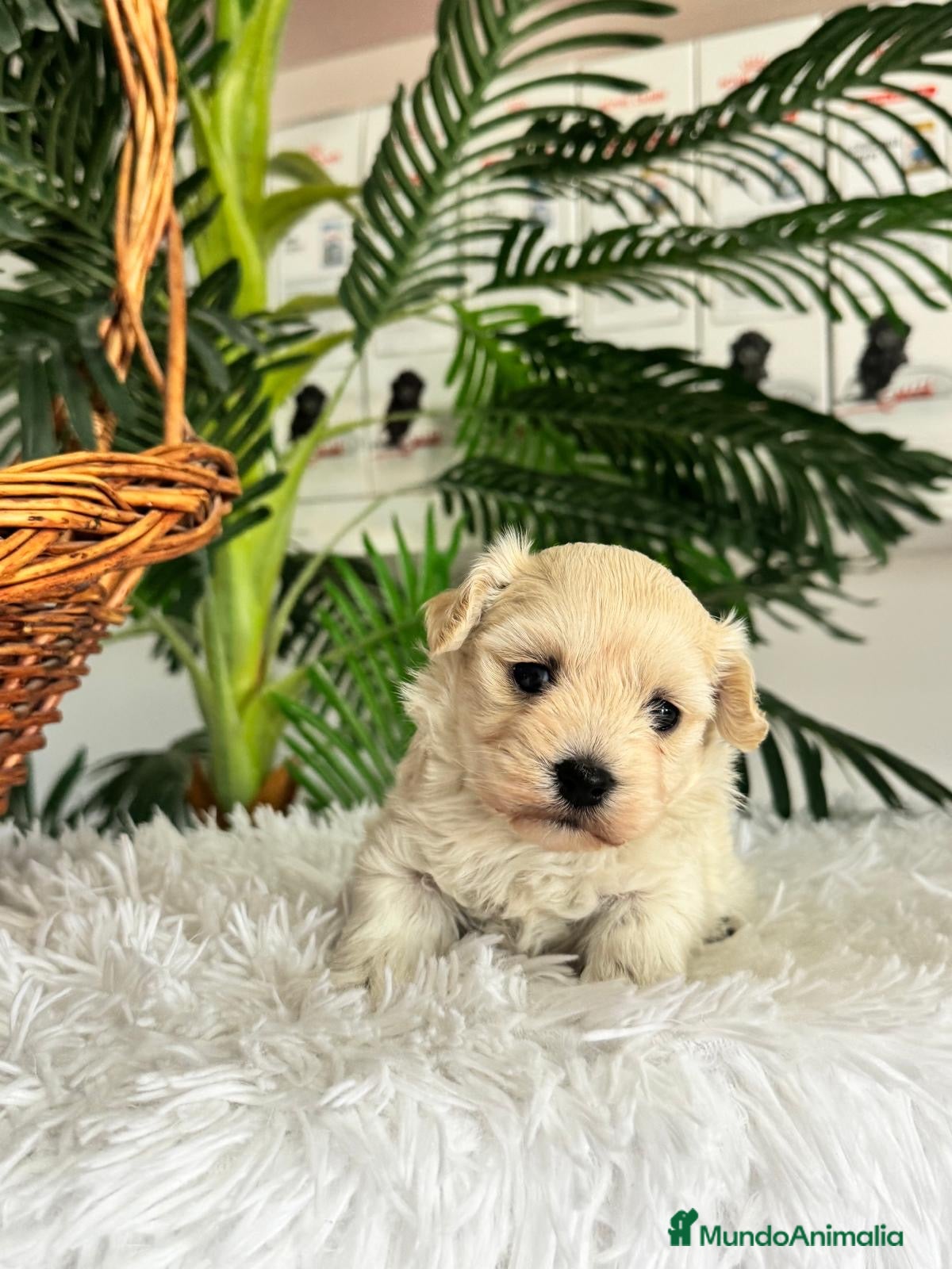 Maltipoo perros en venta: MALTIPOO HEMBRA - Anuncio 10