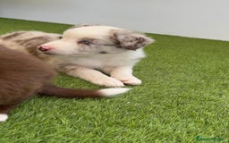 Border Collie perros en venta: BORDER COLLIE MACHO - Imagen 6