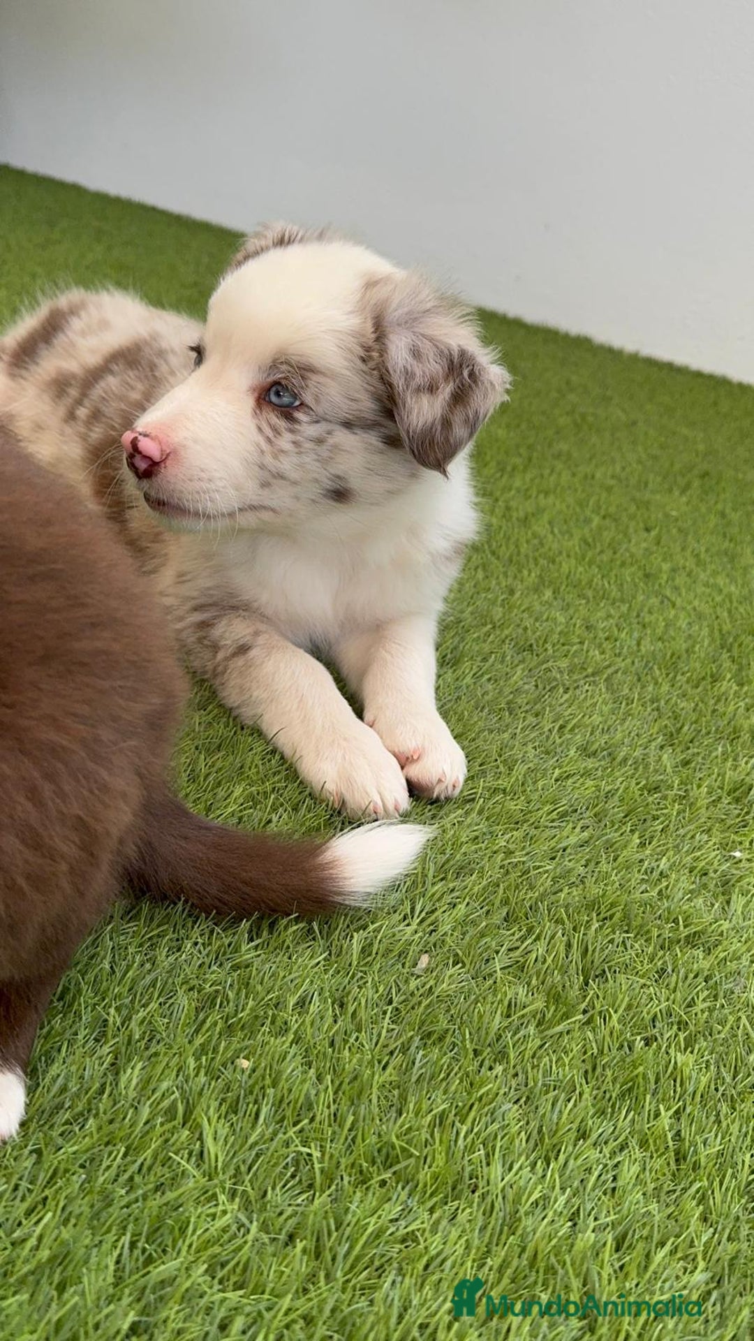 Border Collie perros en venta: BORDER COLLIE MACHO - Imagen 6