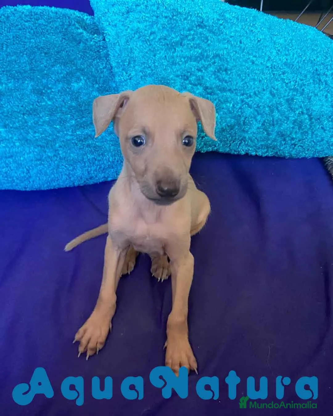 Pequeño Lebrel Italiano perros en venta: Lebrel Italiano Macho 2003 AQUANATURA - Anuncio 3