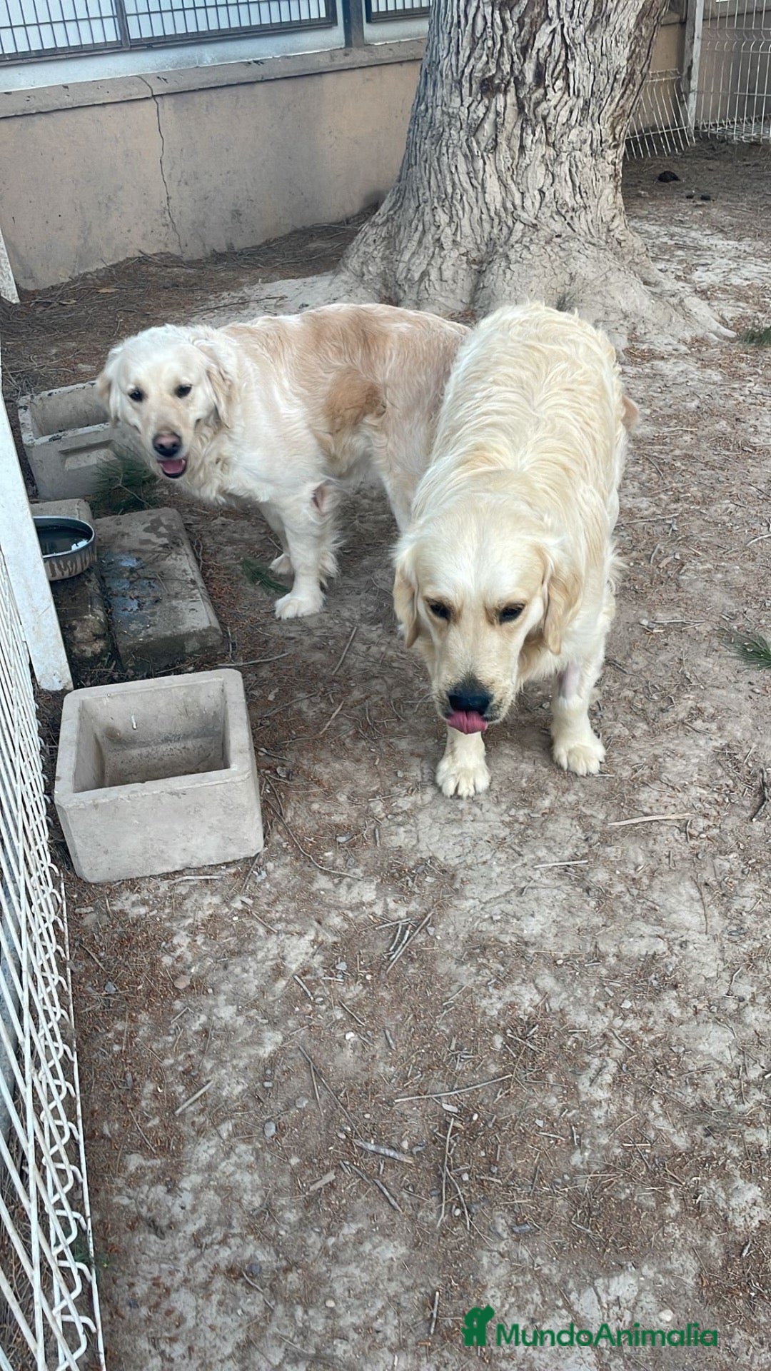 Golden Retriever perros GOLDEN RETRIEVERT (PRECIO REAL) - Anuncio 3