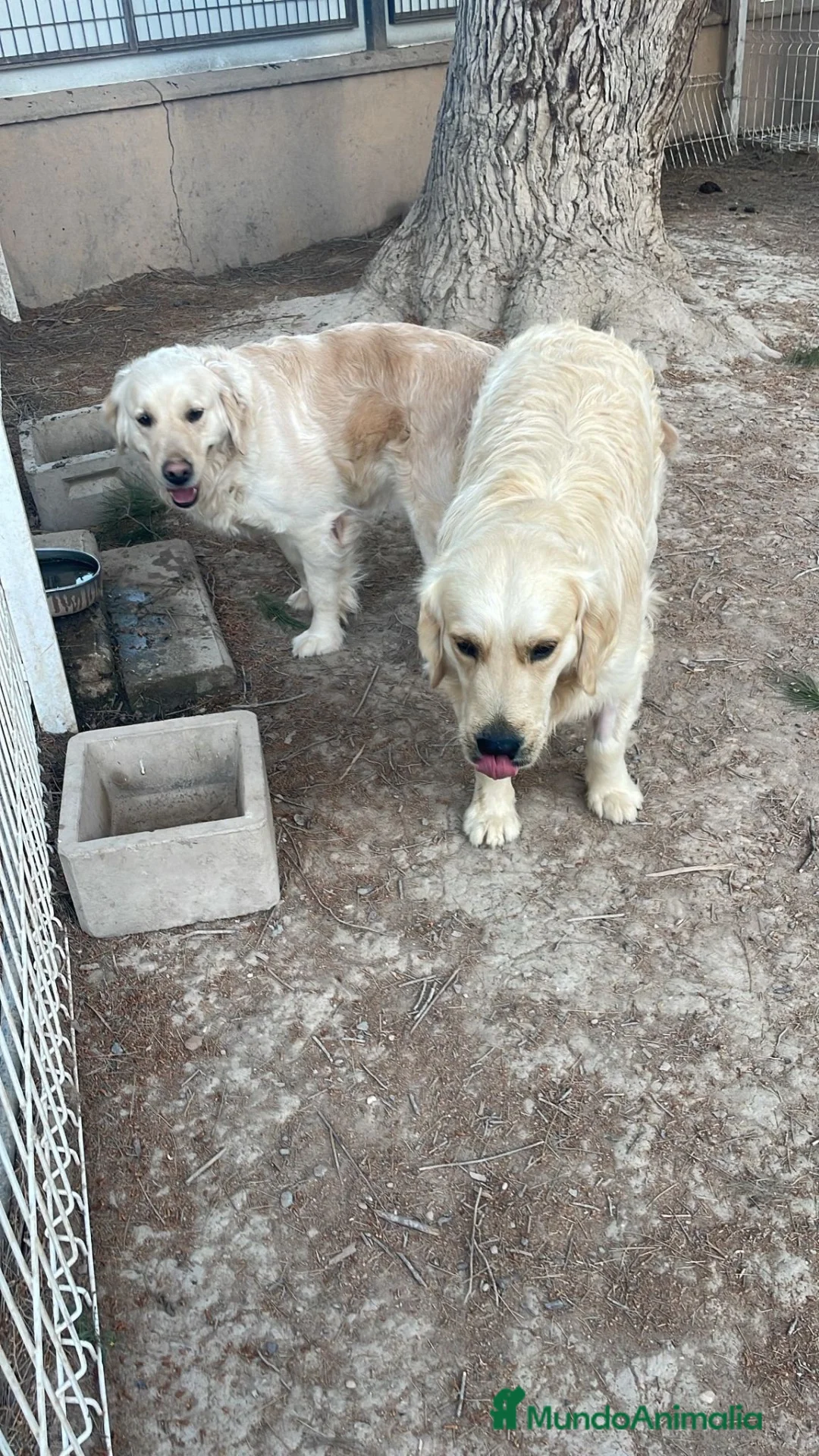 Golden Retriever perros en venta: GOLDEN RETRIEVERT (PRECIO REAL) - Anuncio 1