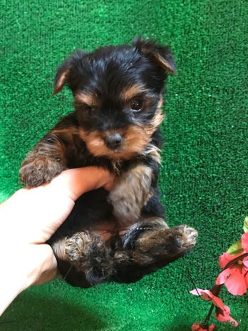Yorkshire Terrier perros YORKSHIRE CACHORROS SOCIALIZADOS !!!!!!!!!!! - Anuncio 7